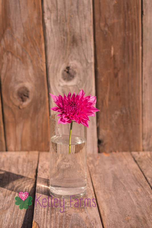 Cafe Au Lait Rose