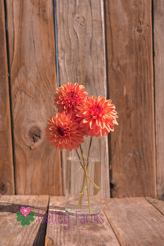 Ferncliff Copper